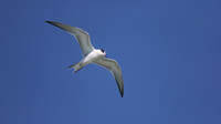 Common Tern. Arashi Beach, Aruba, November 2015.