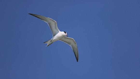 Common Tern. Arashi Beach, Aruba, November 2015.