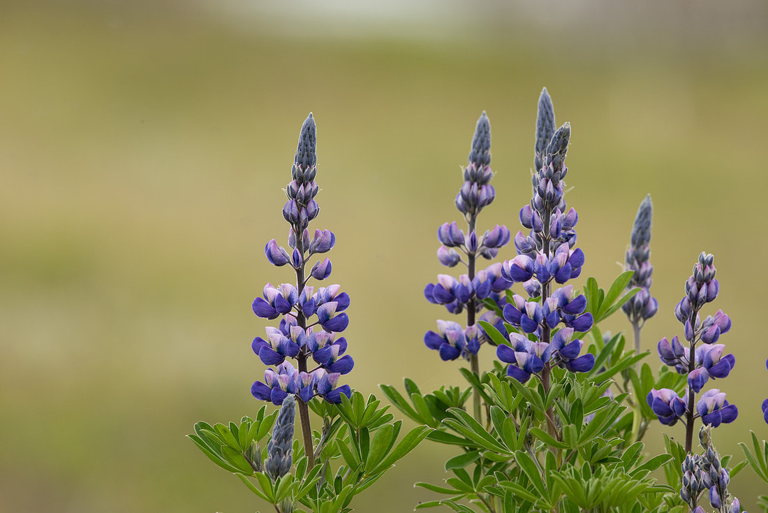 Nootka Lupine, Iceland, June 2022