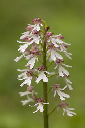 Lady Orchid, Bonsai Bank, May 2024
