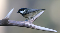 Coal Tit