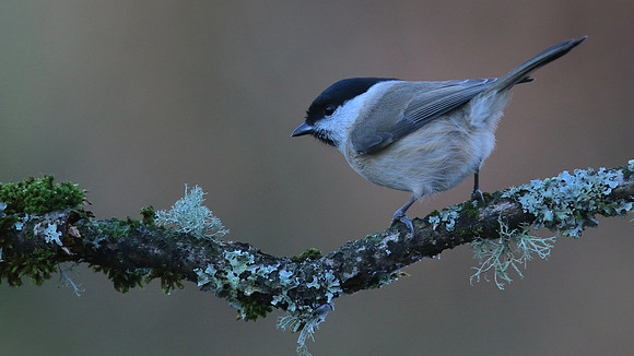 Marsh Tit, Forest of Dean, January 2016.