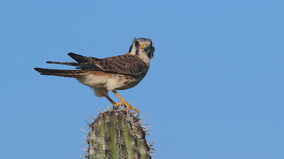 American Kestrel, Aruba, November 2015