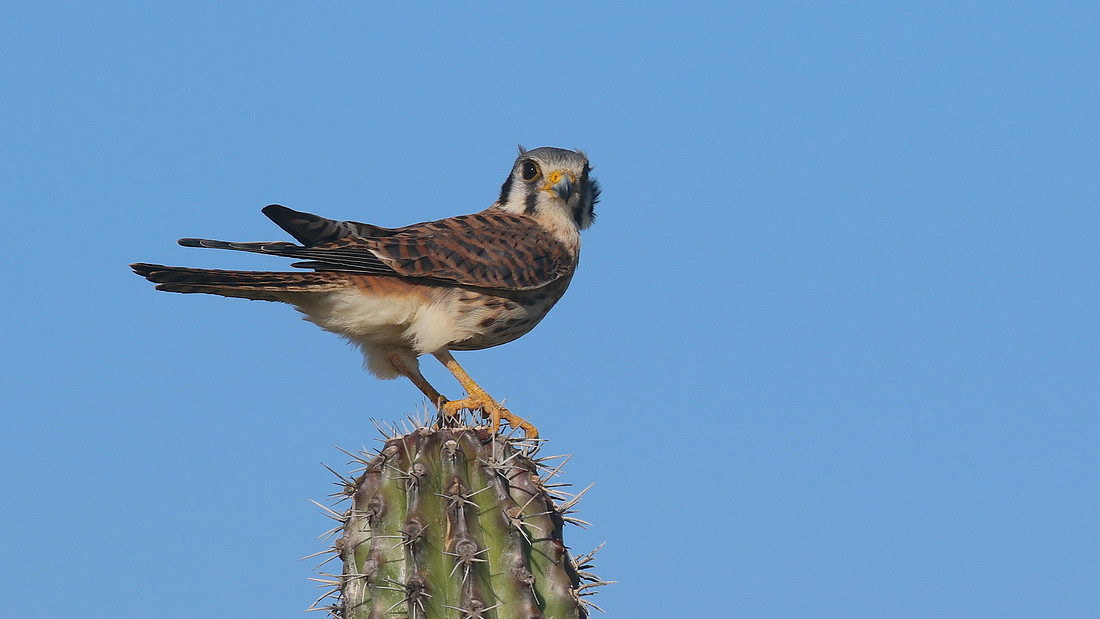 American Kestrel, Aruba, November 2015