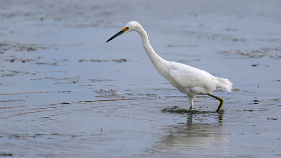 Snowy Egret, Palm Beach, Aruba, November 2015