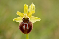 Early Spider-Orchid, Dorset Coast, April 2023