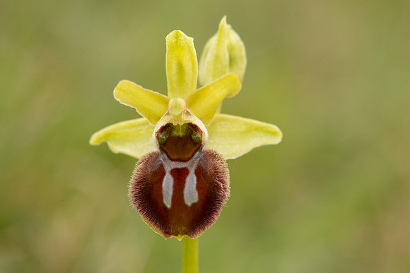 Early Spider-Orchid, Dorset Coast, April 2023