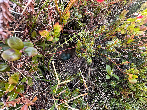 Redwing, Sandfjord, Norway, June 2025