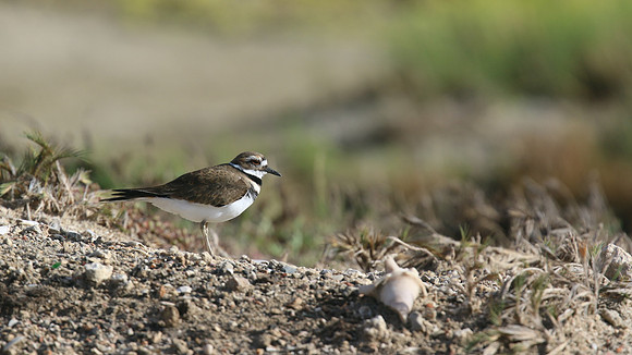 Killdeer, Palm Beach, Aruba, November 2015