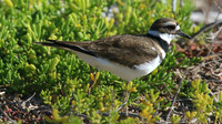 Killdeer, Palm Beach, Aruba, November 2015