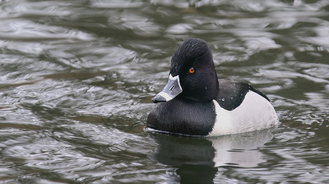 Ring-necked Duck, Pitlochry, February 2016