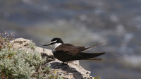 Bridled Tern, Rottnest Island, November 2013