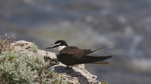 Bridled Tern, Rottnest Island, November 2013