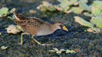 Sora, Bubali Pond, Aruba, November 2015