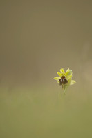 Early Spider-Orchid, Dorset Coast, April 2023