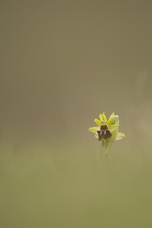Early Spider-Orchid, Dorset Coast, April 2023