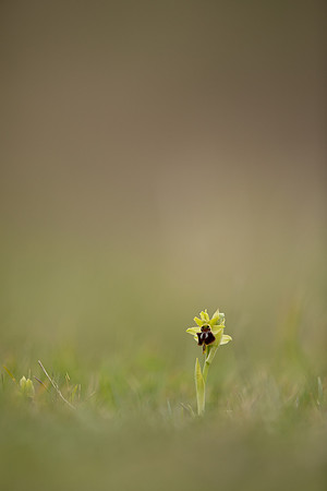 Early Spider-Orchid, Dorset Coast, April 2023
