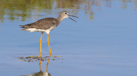 Greater Yellowlegs, Palm Beach, Aruba, November 2015