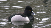 Ring-necked Duck