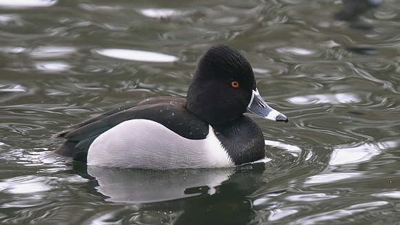 Ring-necked Duck, Pitlochry, February 2016.