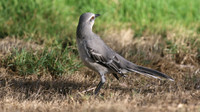 Tropical Mockingbird, Palm Beach, Aruba, November 2015