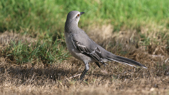 Tropical Mockingbird, Palm Beach, Aruba, November 2015