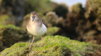 Spotted Sandpiper, Arashi Beach, Aruba, November 2015