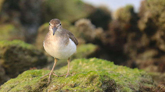 Spotted Sandpiper, Arashi Beach, Aruba, November 2015