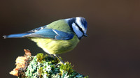 Blue Tit, Forest of Dean, January 2016