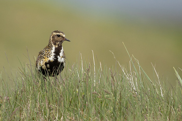 Golden Plover, Eyrarbakki, Iceland, June 2022