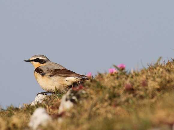 Wheatear