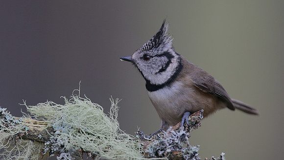 Crested Tit, Loch Garten, Feb 2016