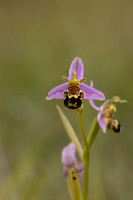 Bee Orchid