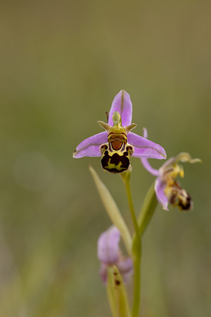 Bee Orchid, Cleeve common, June 2024