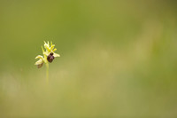 Early Spider-Orchid, Dorset Coast, April 2023