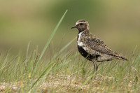 Golden Plover, Iceland, June 2022