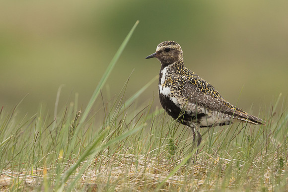 Golden Plover, Iceland, June 2022