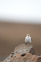 Snow Bunting, Raufarhofn, Iceland, June 2022