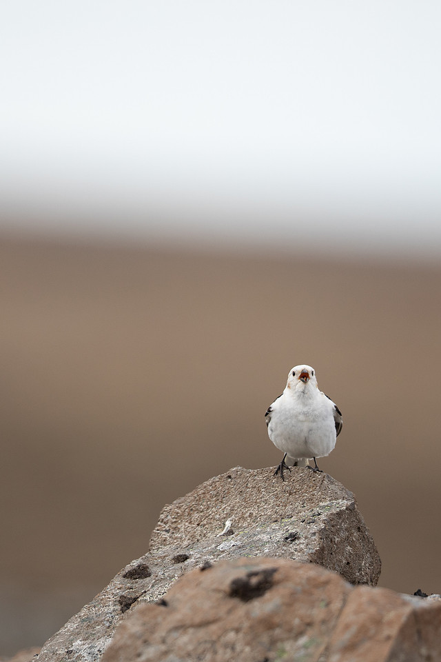 Snow Bunting, Raufarhofn, Iceland, June 2022