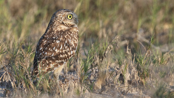 Burrowing Owl, Palm Beach, Aruba, November 2015
