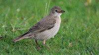Rose-coloured Starling, Davidstow Airfield, September 2016