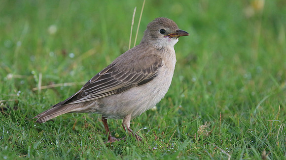 Rose-coloured Starling, Davidstow Airfield, September 2016