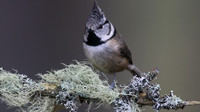 Crested Tit, Loch Garten, Feb 2016