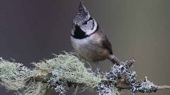 Crested Tit, Loch Garten, Feb 2016