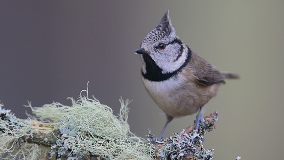 Crested Tit, Loch Garten, Feb 2016