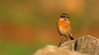 Stonechat, Brean, January 2016