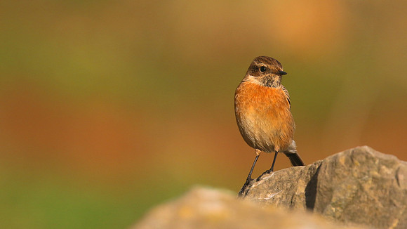Stonechat, Brean, January 2016
