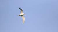 Royal Tern