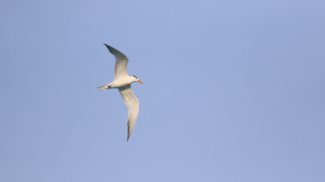Royal Tern, Eagle Beach, Aruba, November 2015.