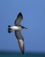 Laughing Gull, Arashi Beach, Aruba, November 2015